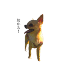 愛犬と日常です（個別スタンプ：3）