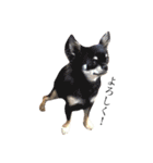 愛犬と日常です（個別スタンプ：4）