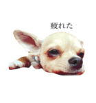 愛犬と日常です（個別スタンプ：5）