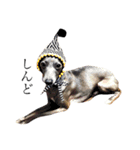 愛犬と日常です（個別スタンプ：6）