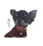 愛犬と日常です（個別スタンプ：7）