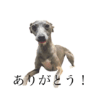 愛犬と日常です（個別スタンプ：8）