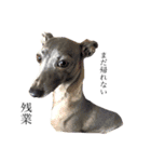 愛犬と日常です（個別スタンプ：9）