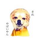 愛犬と日常です（個別スタンプ：10）