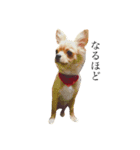 愛犬と日常です（個別スタンプ：11）
