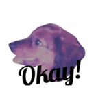 愛犬と日常です（個別スタンプ：12）