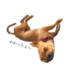 愛犬と日常です（個別スタンプ：13）