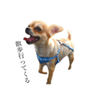 愛犬と日常です（個別スタンプ：14）