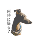 愛犬と日常です（個別スタンプ：15）
