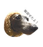 愛犬と日常です（個別スタンプ：16）