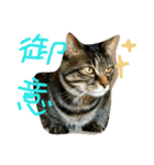 猫 了解！（個別スタンプ：4）