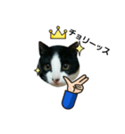 猫からのメッセージ（個別スタンプ：1）