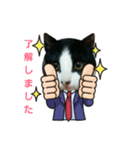 猫からのメッセージ（個別スタンプ：6）