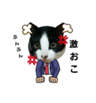 猫からのメッセージ（個別スタンプ：7）
