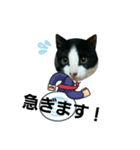 猫からのメッセージ（個別スタンプ：10）