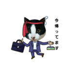 猫からのメッセージ（個別スタンプ：13）