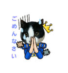 猫からのメッセージ（個別スタンプ：17）