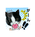 猫からのメッセージ（個別スタンプ：20）