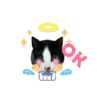 猫からのメッセージ（個別スタンプ：21）