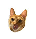 The Tigers（個別スタンプ：8）