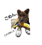 なんちゃって甲斐犬「あられ」（個別スタンプ：1）