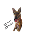 なんちゃって甲斐犬「あられ」（個別スタンプ：2）