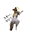 なんちゃって甲斐犬「あられ」（個別スタンプ：4）