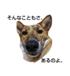 なんちゃって甲斐犬「あられ」（個別スタンプ：5）