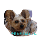 チャミ（個別スタンプ：2）