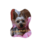 チャミ（個別スタンプ：4）