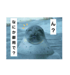 alice-Aquarium（個別スタンプ：1）