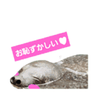 alice-Aquarium（個別スタンプ：2）