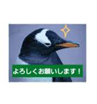 alice-Aquarium（個別スタンプ：12）