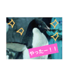 alice-Aquarium（個別スタンプ：15）