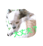 ハッピーエブリデイ（個別スタンプ：3）