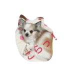 ハッピーエブリデイ（個別スタンプ：4）