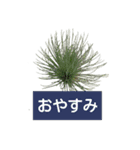 チランジア エアプランツで交わす挨拶(実写（個別スタンプ：12）