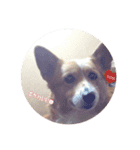 モモ＆こてつ（個別スタンプ：7）