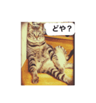 モモ＆こてつ（個別スタンプ：8）