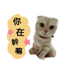 My Chuu（個別スタンプ：8）