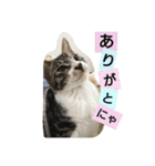 コットン★スタンプ（個別スタンプ：1）