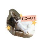 コットン★スタンプ（個別スタンプ：7）