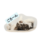 コットン★スタンプ（個別スタンプ：8）