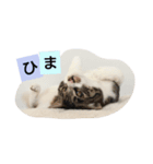 コットン★スタンプ（個別スタンプ：9）