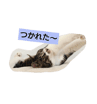 コットン★スタンプ（個別スタンプ：10）