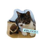 コットン★スタンプ（個別スタンプ：12）