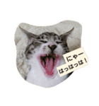 コットン★スタンプ（個別スタンプ：13）
