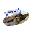 コットン★スタンプ（個別スタンプ：15）