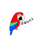 鳥さん了解スタンプ（個別スタンプ：4）