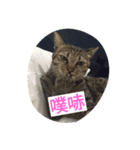 BoBoW（個別スタンプ：1）